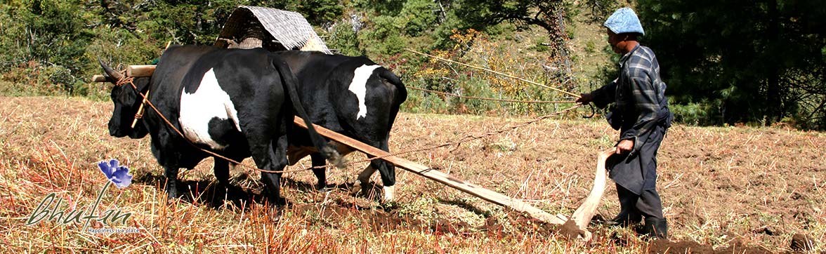 Ox plowing field in Bumthang