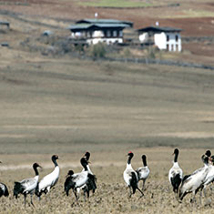 Black-necked Crane roosting Phobjikha Valley Bhutan